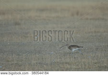 Eurasian curlew Numenius arquata. Gallocanta Lagoon Natural Reserve. Aragon. Spain.