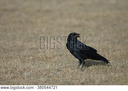 Carrion crow Corvus corone with acorns in its beak. Gallocanta Lagoon Natural Reserve. Aragon. Spain.