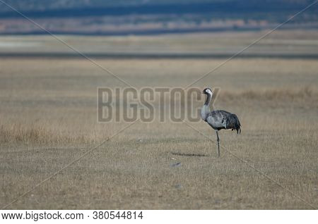 Common crane Grus grus with only one leg. Gallocanta Lagoon Natural Reserve. Aragon. Spain.