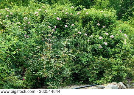 A Large Green Bush With Bright Flowers.