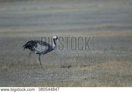 Common crane Grus grus without part of one leg. Gallocanta Lagoon Natural Reserve. Aragon. Spain.