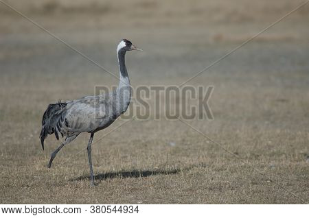 Common crane Grus grus without part of one leg. Gallocanta Lagoon Natural Reserve. Aragon. Spain.
