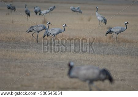 Common cranes Grus grus. Gallocanta Lagoon Natural Reserve. Aragon. Spain.