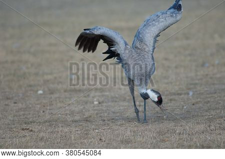 Common crane Grus grus without part of one leg searching for food. Gallocanta Lagoon Natural Reserve. Aragon. Spain.