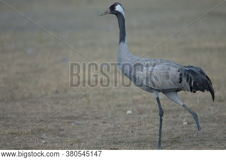 Common crane Grus grus without part of one leg. Gallocanta Lagoon Natural Reserve. Aragon. Spain.
