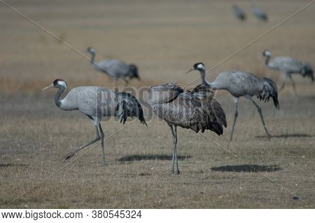 Common cranes Grus grus. Juvenile preening to the right. Gallocanta Lagoon Natural Reserve. Aragon. Spain.
