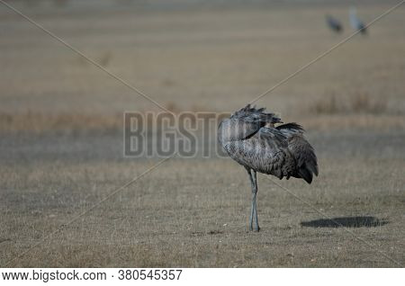 Juvenile common crane Grus grus preening. Gallocanta Lagoon Natural Reserve. Arago