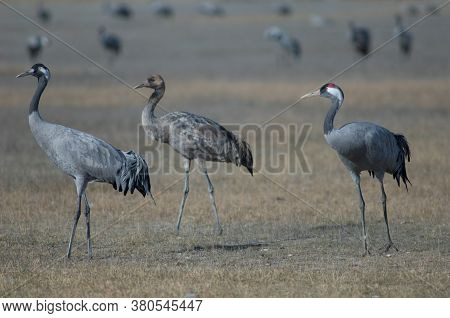 Common cranes Grus grus. Two adults and one juvenile. Gallocanta Lagoon Natural Reserve. Aragon. Spain.