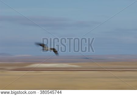 Common crane Grus grus in flight. Picture blur to suggest movement. Gallocanta Lagoon Natural Reserve. Aragon. Spain.