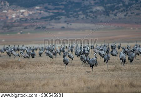 Common cranes Grus grus. Gallocanta Lagoon Natural Reserve. Aragon. Spain.