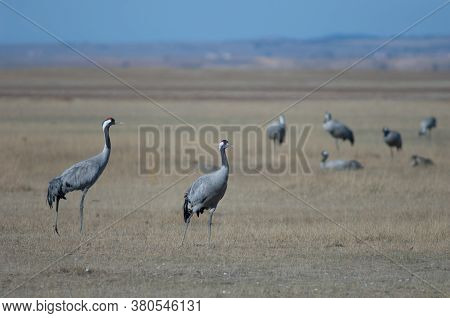 Common cranes Grus grus. Gallocanta Lagoon Natural Reserve. Aragon. Spain.
