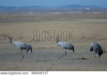 Common cranes Grus grus. Gallocanta Lagoon Natural Reserve. Aragon. Spain.