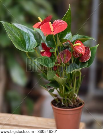 Red Anthurium Laceleaf Flower Plant In Pot