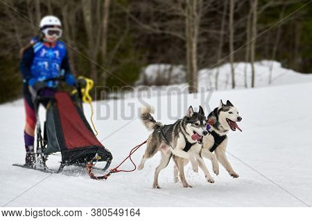 Husky Sled Dog Racing. Winter Dog Sport Sled Team Competition. Siberian Husky Dogs Pull Sled With Mu