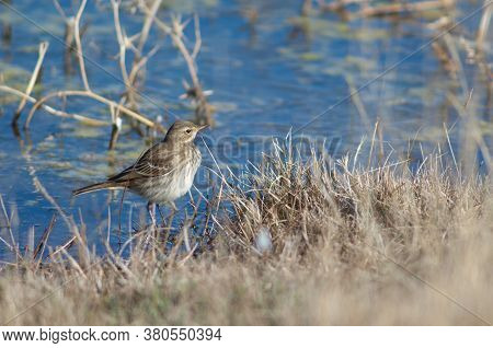 Water pipit Anthus spinoletta. Gallocanta Lagoon Natural Reserve. Aragon. Spain.