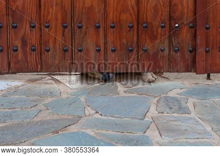 Сurious Dog Peeking Out From Behind The Fence