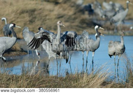 Common cranes Grus grus in a lagoon. Gallocanta Lagoon Natural Reserve. Aragon. Spain.