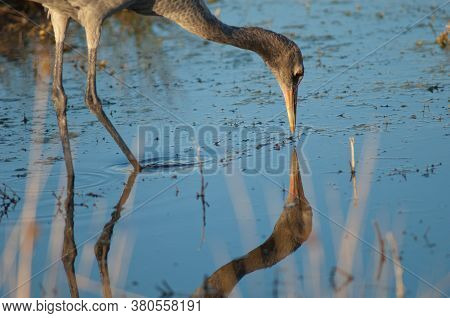 Common crane Grus grus. Juvenile reflected in a lagoon. Gallocanta Lagoon Natural Reserve. Aragon. Spain.