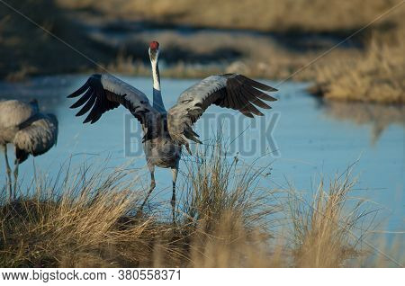 Back view of a common crane Grus grus flapping its wings. Gallocanta Lagoon Natural Reserve. Aragon. Spain.