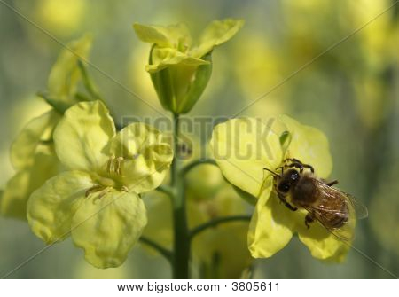 Bee Wings On Yellow