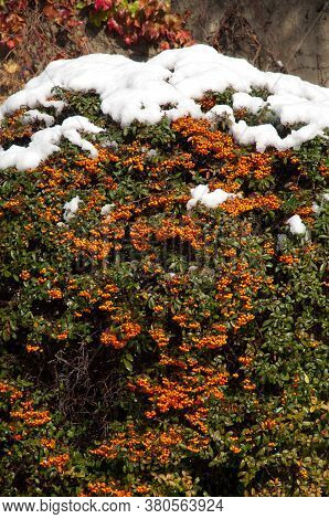 Bush with fruits and covered with snow. Sabinanigo. Huesca. Aragon. Spain.