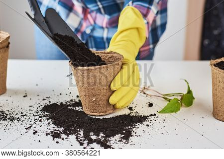 Woman Hands In Yellow Gloves Transplating Plant. Plant Care Concept