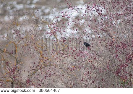 Male common blackbird Turdus merula between wild berries of a shrub. Sabinanigo Alto. Huesca. Aragon. Spain.