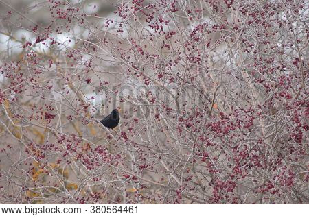 Male common blackbird Turdus merula between wild berries of a shrub. Sabinanigo Alto. Huesca. Aragon. Spain.