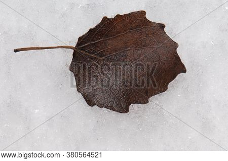 Fallen leaf on the frozen ground. Sabinanigo Alto. Huesca. Aragon. Spain.