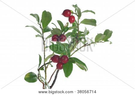 Mirtillo rosso