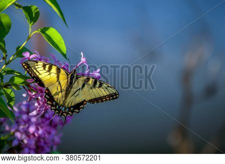 A Beautiful Open Winged Swallowtail Butterfly Rests On A Defocused Lilac Bush On A Warm Spring Day I