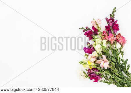 Snapdragon Flower Border On White Background. Flowers Composition. Frame Made Of Flowers On White Ba