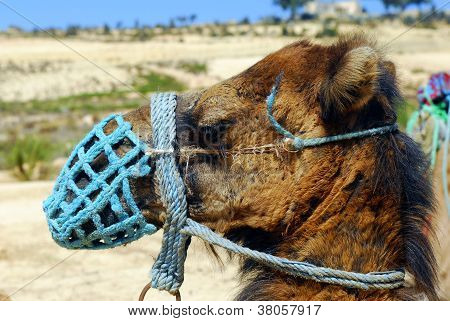 Camel