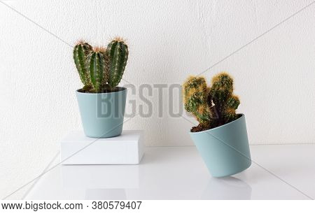 Two Different Cactus Homeplant In Blue Flower Pots On The Table. White Background.