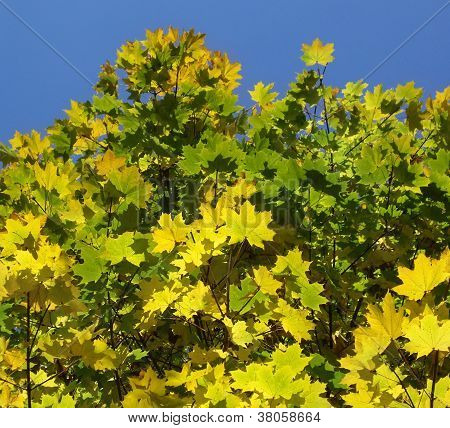 Autumn Colour Of Maple Leaves
