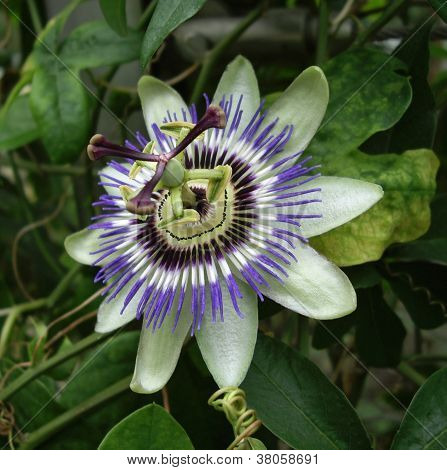 Passiflora Flower