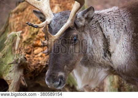 Finnish Forest Reindeers Eating Dried Leaves With Colors Of Autumn In Background