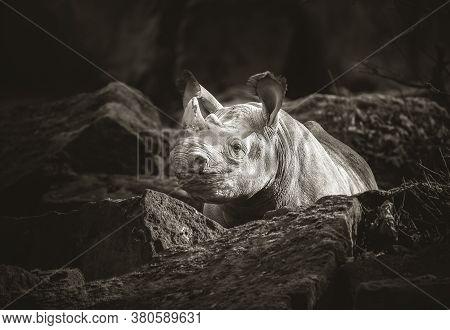Ceratotherium Simum Cottoni, Diceros Bicornis Michaeli, White Rhino