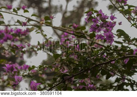 Close Up Of Beautiful Pink Flowers Branch Tree In The Morning