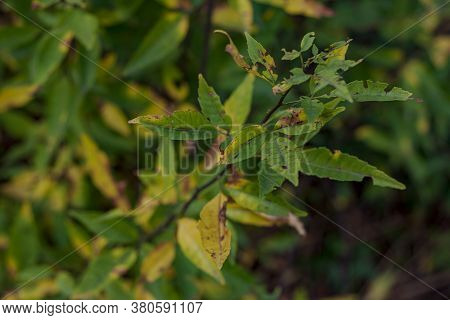 Green Tree Branch Close Up With Green Leaves. Blurred Background