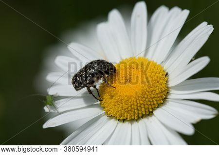 A Closeup Shot Of An Insect On A Daisy Under The Sunlight