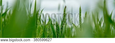 Small Green Rye Spikes Grow Among Leaves On Large Farm Field Under Bright Sunlight On Warm Summer Da