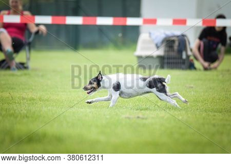 Jack Russel Terier Is Running On Agility Czech Competition In Pesopark.  She Is So Fast