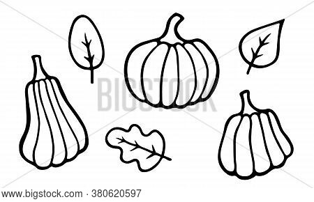 Halloween Thanksgiving Pumpkins And Leaves Set. Hand Drawn Black Doodle Elements For Postcard Poster