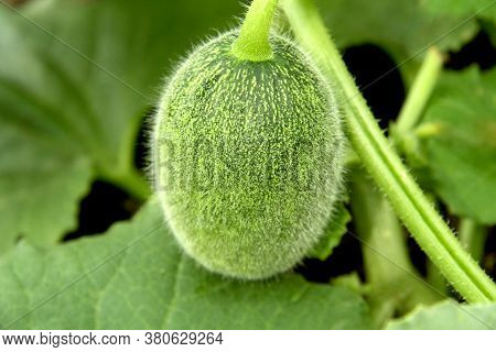 A Young, Green, Small Melon In A Farmer's Field. Summer Organic Melon Harvest On The Plantation. Fre