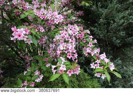 Bush Of Weigela Florida In Full Bloom In Mid May