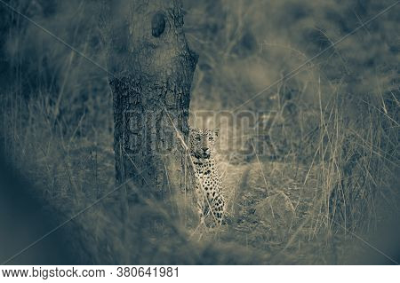 Fine Art Image Of Wild Male Leopard Or Panther In Jungle At Jhalana Forest Reserve Or Leopard Reserv