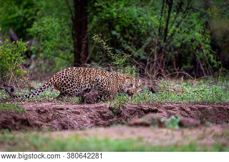 Wild Male Leopard Or Panther In Monsoon Green At Jhalana Forest Reserve Or Leopard Reserve Jaipur Ra