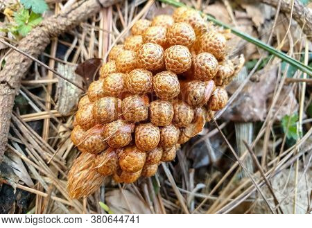 Close Up Shot Of Pinus Roxburghii Male Cone Which Has Fallen In The Jungle Of North India