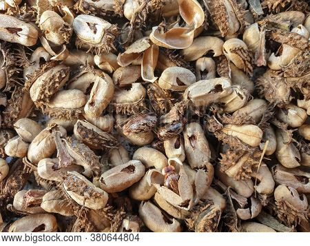 Capture Of Castor Oil Seed Heap For Sundry